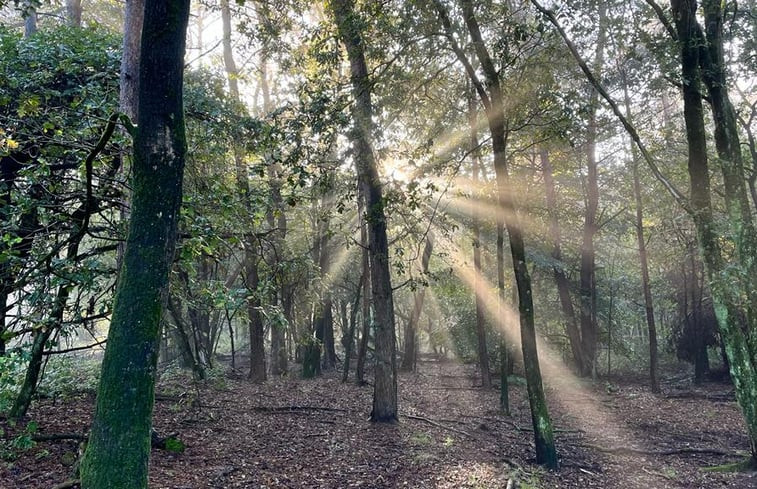 Natuurhuisje in Rozendaal