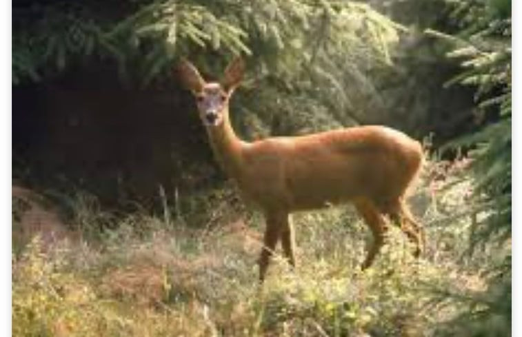 Natuurhuisje in Klijndijk