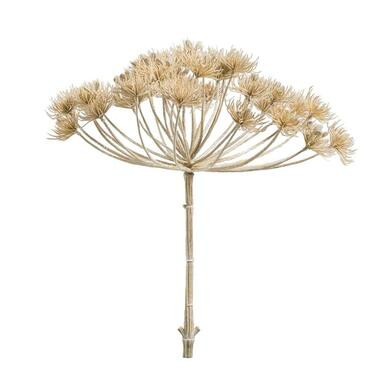 Heracleum - beige - 43 cm - Leen Bakker