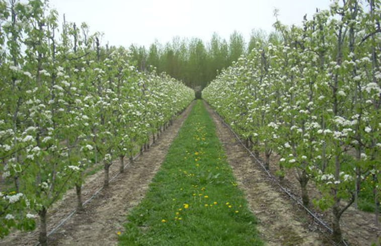 Natuurhuisje in Sint-Gillis-Waas