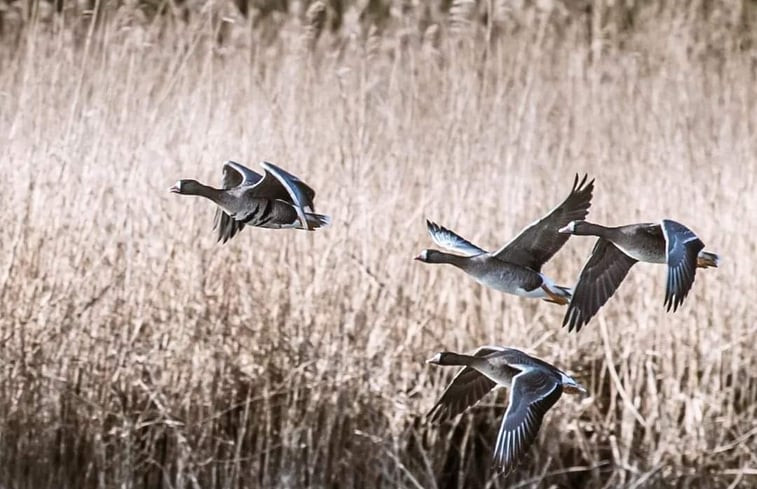 Natuurhuisje in Werkendam