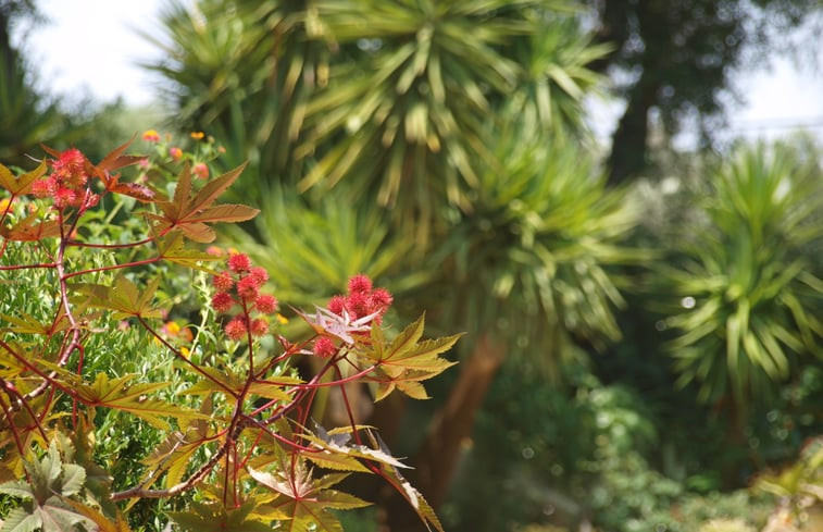 Natuurhuisje in La Muela, Vejer de la Frontera