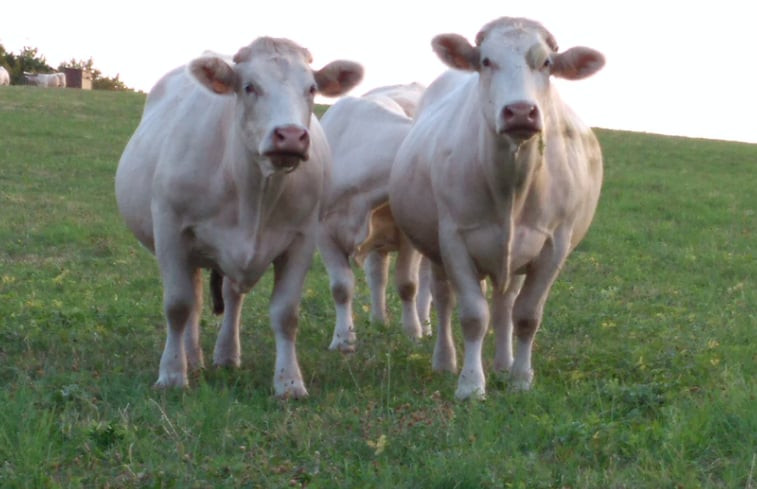 Natuurhuisje in Le Puits Villapourçon