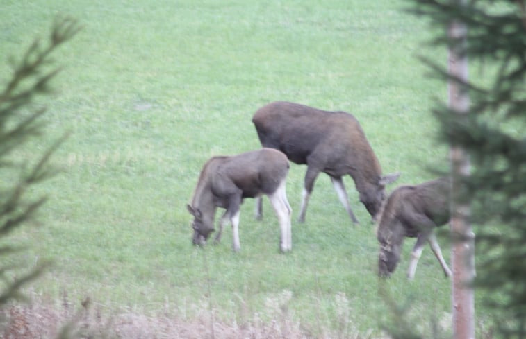 Natuurhuisje in Klässbol