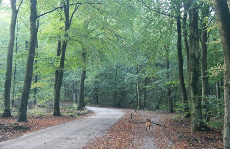 Natuurhuisje in Putten