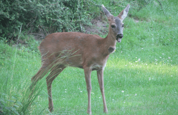 Natuurhuisje in Norg