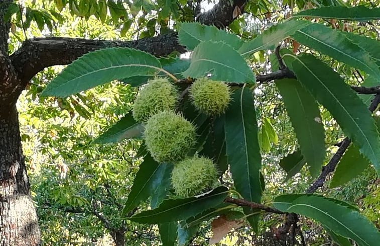 Natuurhuisje in Montevarchi