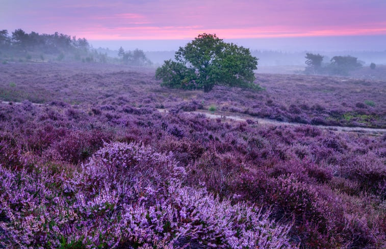 Natuurhuisje in Den Ham (Twente)