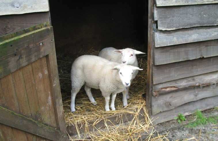 Natuurhuisje in Putten