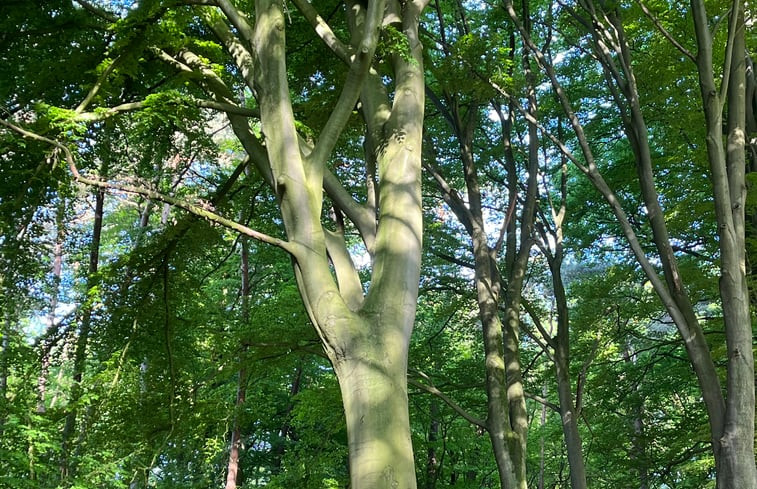 Natuurhuisje in Saerbeck