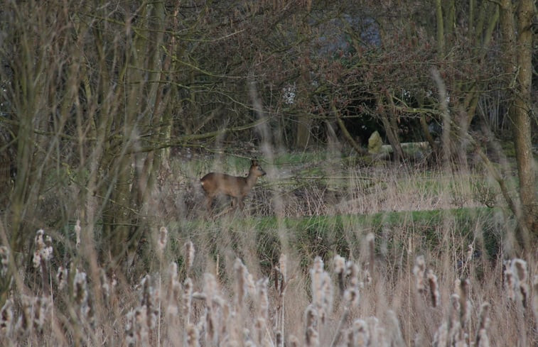 Natuurhuisje in Grimbergen