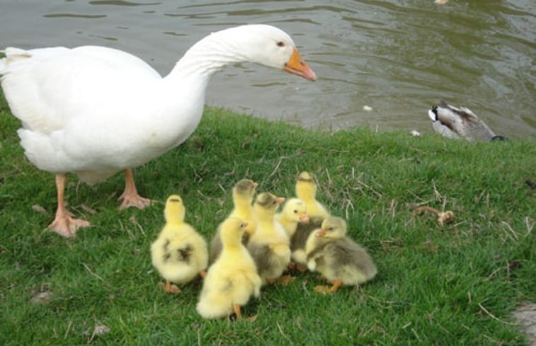 Natuurhuisje in Beveren-aan-den-IJzer