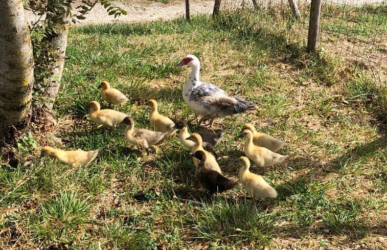 Natuurhuisje in Tourtoirac