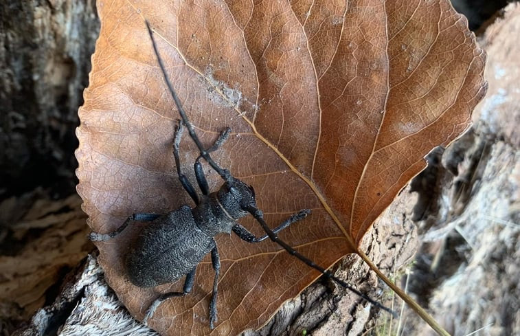 Natuurhuisje in Rapolano Terme