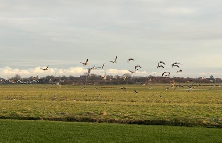 Natuurhuisje in Midsland Terschelling