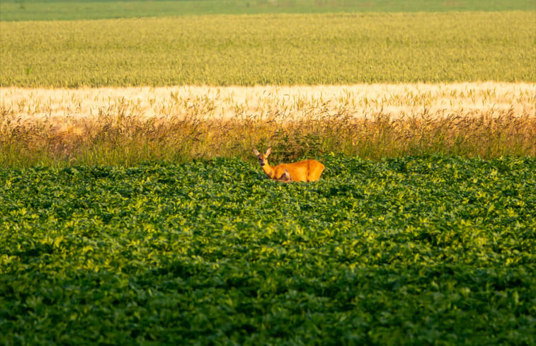 Natuurhuisje in Wedde