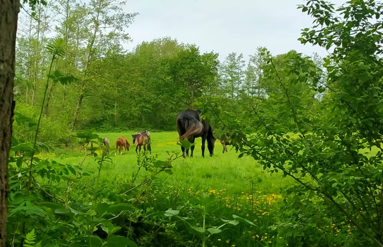 Natuurhuisje in Kollumerzwaag