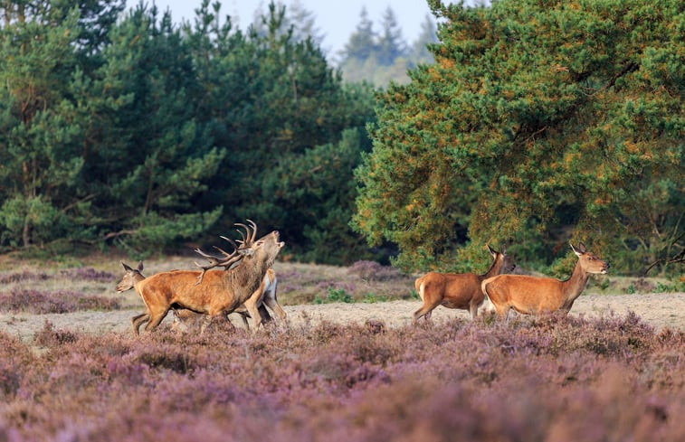 Natuurhuisje in Voorthuizen