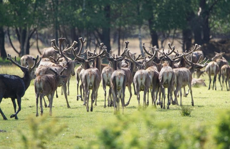 Natuurhuisje in Ermelo