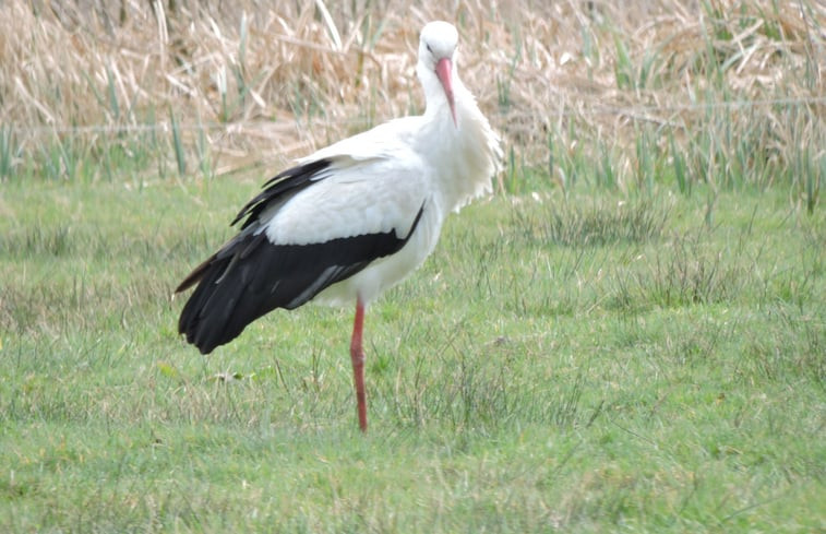 Natuurhuisje in Eernewoude