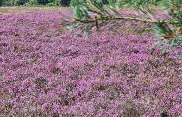 Natuurhuisje in Tynaarlo