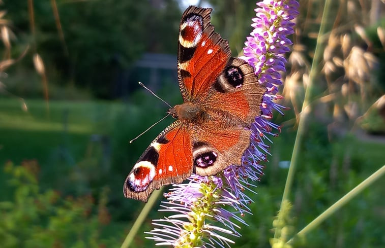 Natuurhuisje in Epe