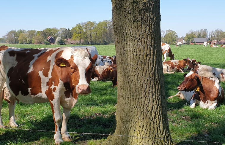 Natuurhuisje in Lattrop-Breklenkamp