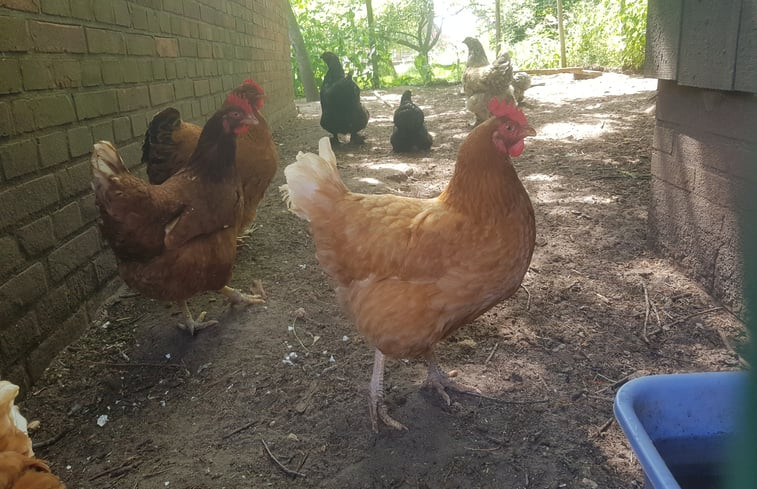 Natuurhuisje in Vragender