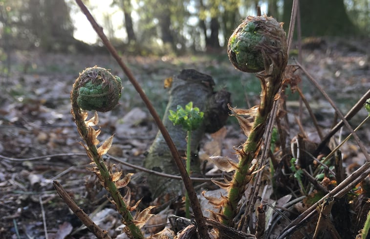 Natuurhuisje in Riel