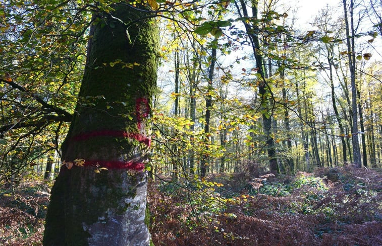 Natuurhuisje in Cerisy la Forêt