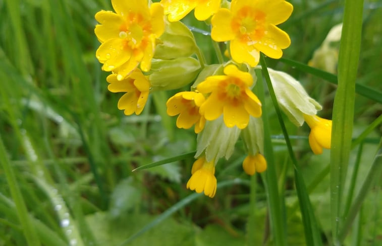 Natuurhuisje in Izier