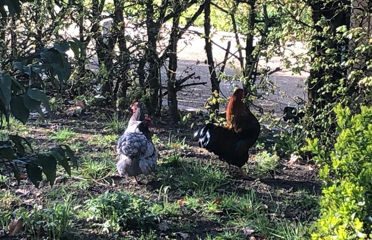 Natuurhuisje in Riethoven