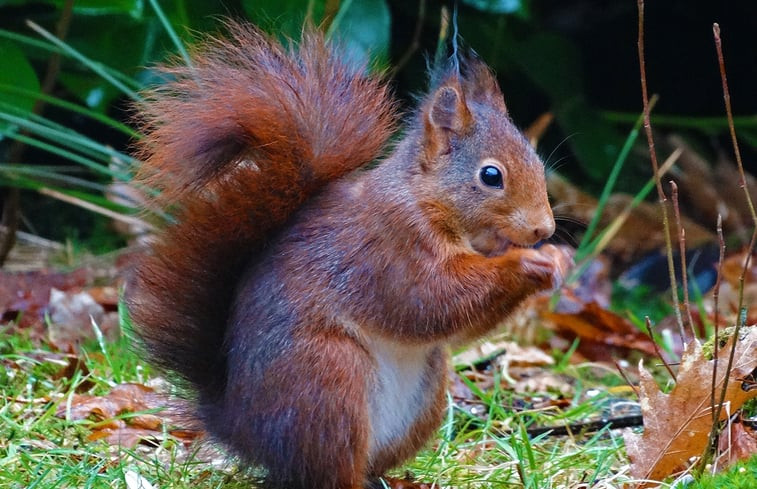 Natuurhuisje in Emst