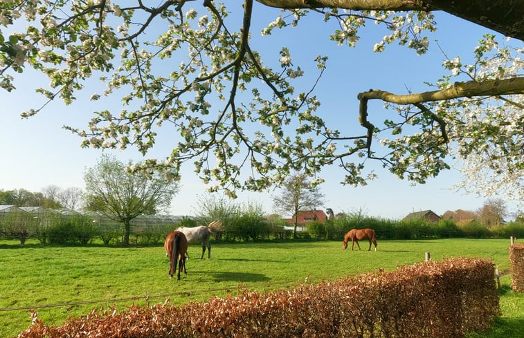 Natuurhuisje in Roggel