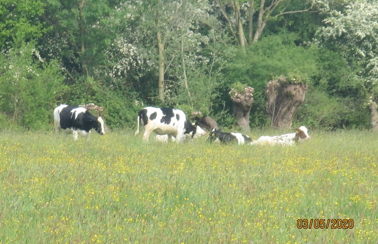 Natuurhuisje in Oeffelt