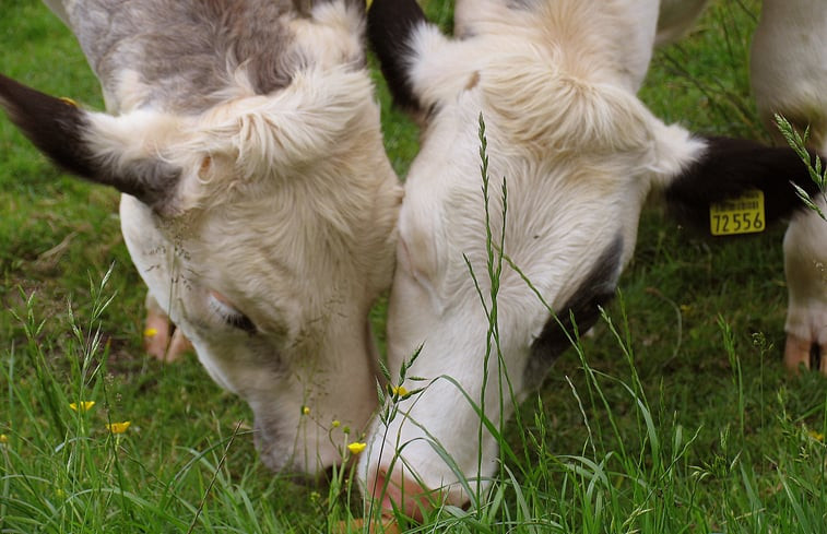 Natuurhuisje in Dwingeloo