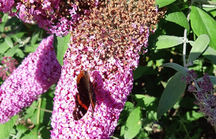 Natuurhuisje in Heeswijk - Dinther