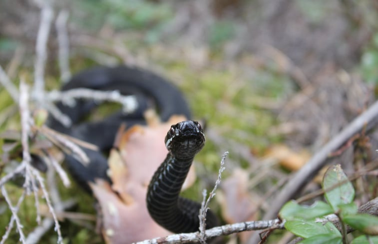 Natuurhuisje in Klässbol