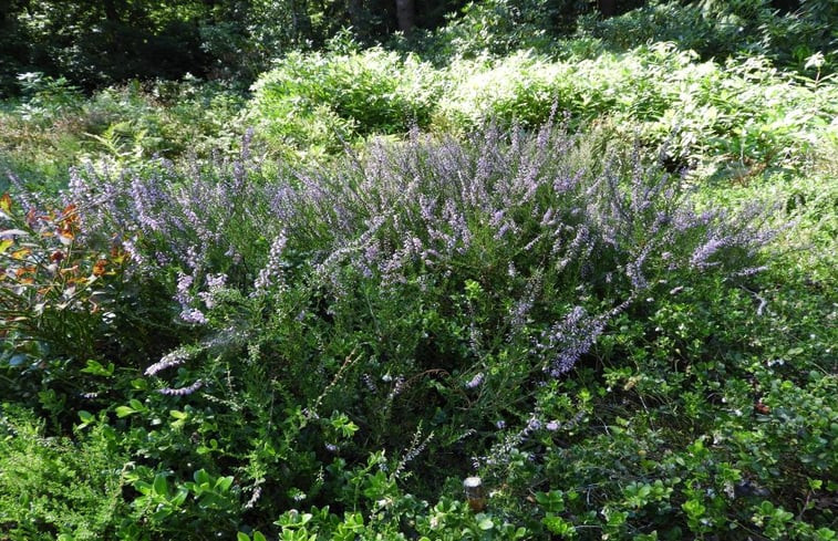 Natuurhuisje in Lonneker