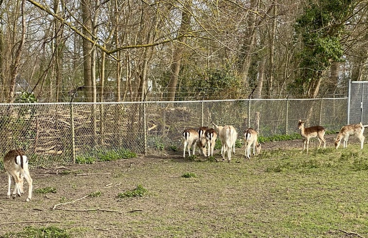 Natuurhuisje in Koudekerke (omgeving Dishoek)