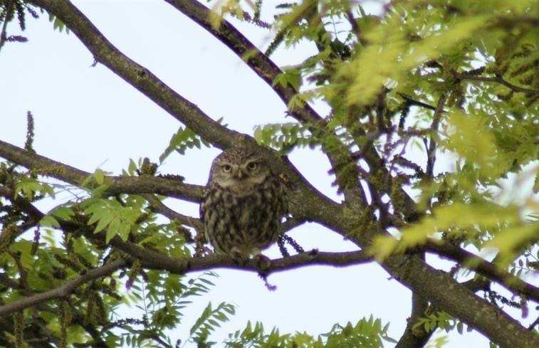 Natuurhuisje in Zutphen