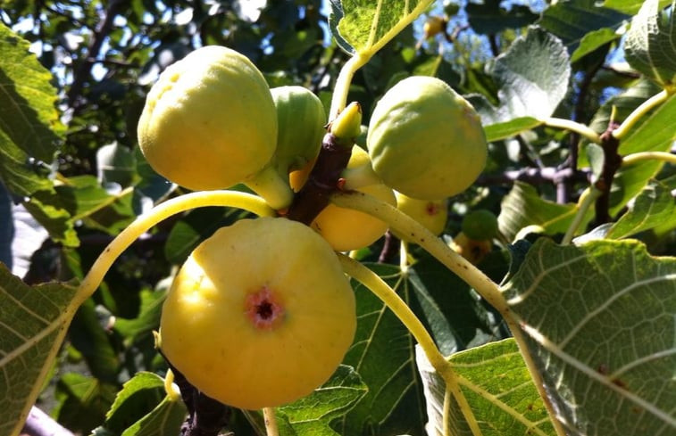 Natuurhuisje in Lukoran Mali