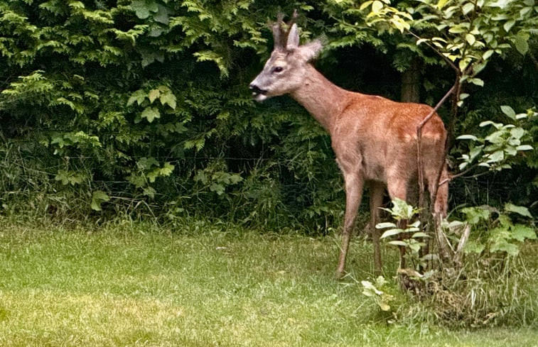 Natuurhuisje in Oude Willem