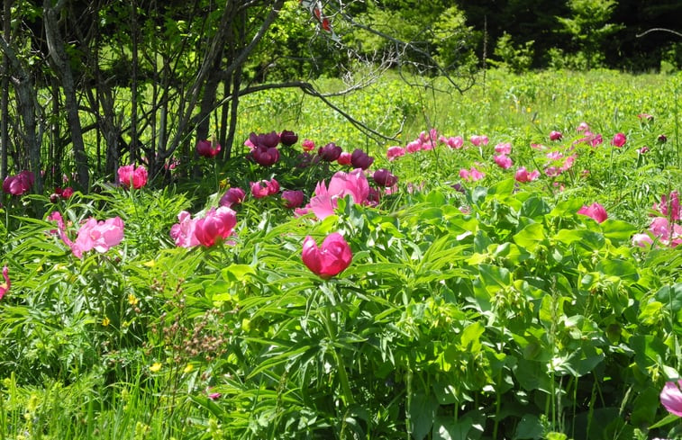 Natuurhuisje in Civitella Casanova