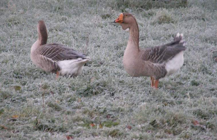 Natuurhuisje in Zerkegem