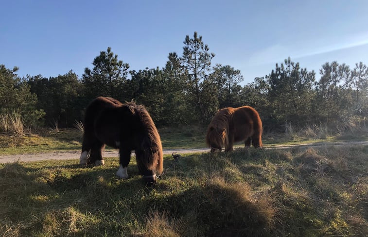 Natuurhuisje in Schoorl