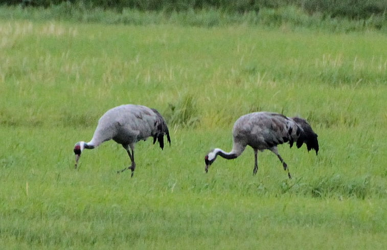 Natuurhuisje in Ansen