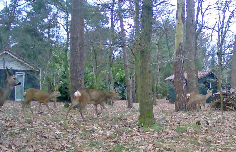 Natuurhuisje in Mierlo