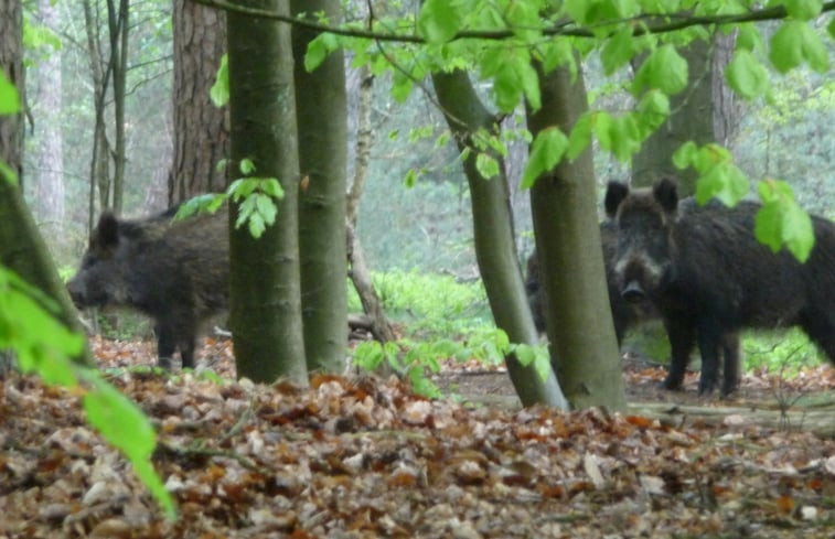 Natuurhuisje in Elspeet