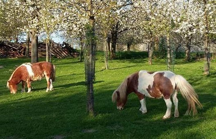 Natuurhuisje in Heks - Heers